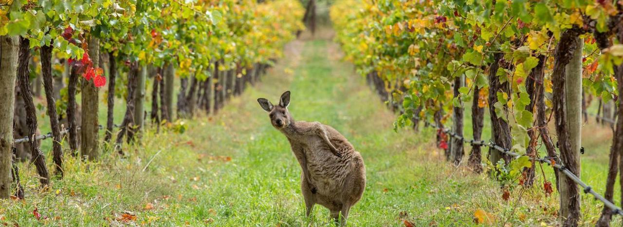 Hotel Adelaide Hills Escape Woodside Esterno foto
